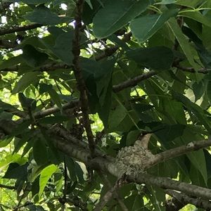 Meet your Posher, Nikki